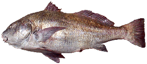 Black Drum