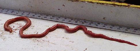 download blood worms bait near me