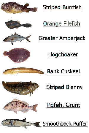 Scottsbt.com: Fish Id: A Guide To East Coast Fishes