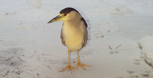 Bullet In the Snow