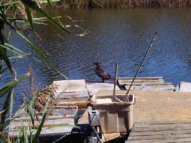 Cormorant on the Dock