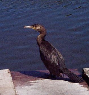 Cormorant