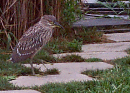 Imature Black Crown Night Heron 8/11/98