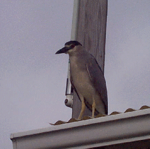 Up on the Roof 8/11/98