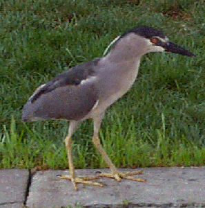 Black Crown Night Heron Adult with 4 crest 8/11/98