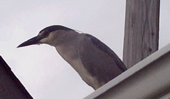 Up on the Roof ii 8/11/98