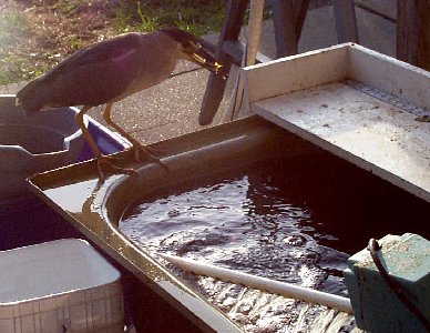 Bullet fishing the bunker tank 10/6/98